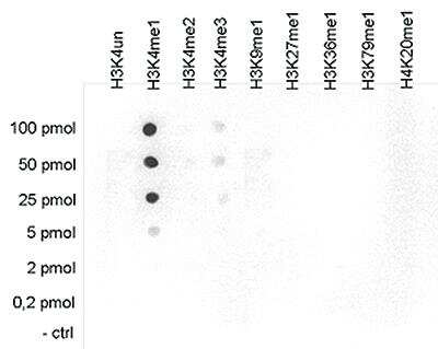 Dot Blot: Histone H3 [Methyl Lys4] Antibody [NBP2-59188] - A Dot Blot analysis was performed to test the cross reactivity of the antibody against H3K4me1 with peptides containing other modifications or unmodified sequences of histone H3 and H4. One hundred to 0.2 pmol of the respective peptides were spotted on a membrane. The antibody was used at a dilution of 1:10,000. Figure shows a high specificity of the antibody for the modification of interest.